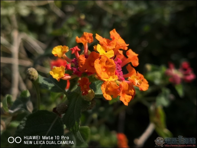HUAWEI Mate 10 Pro 拍攝樣張 - 026 HUAWEI Mate 10 Pro 拍攝樣張 - 026