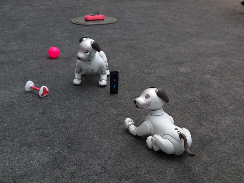 IMAG0301.jpg Aibo ,IMAG0301