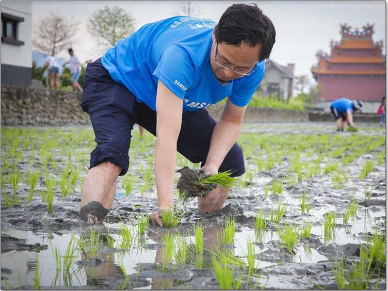 Samsung 「稻田認養公益計畫」 ，員工、粉絲一步一腳印種下今年契作米 - 電腦王阿達