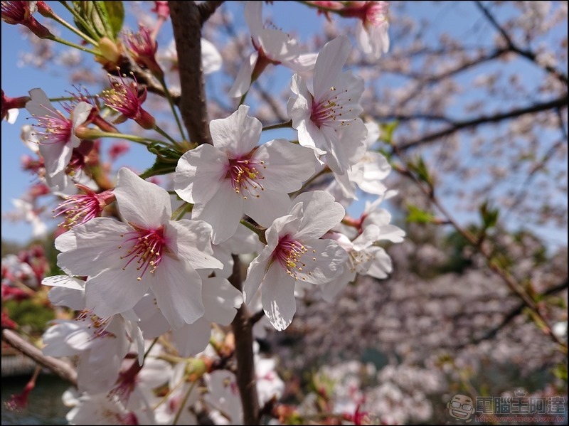 nEO_IMG_井之頭公園 (7) nEO_IMG_井之頭公園 (7)