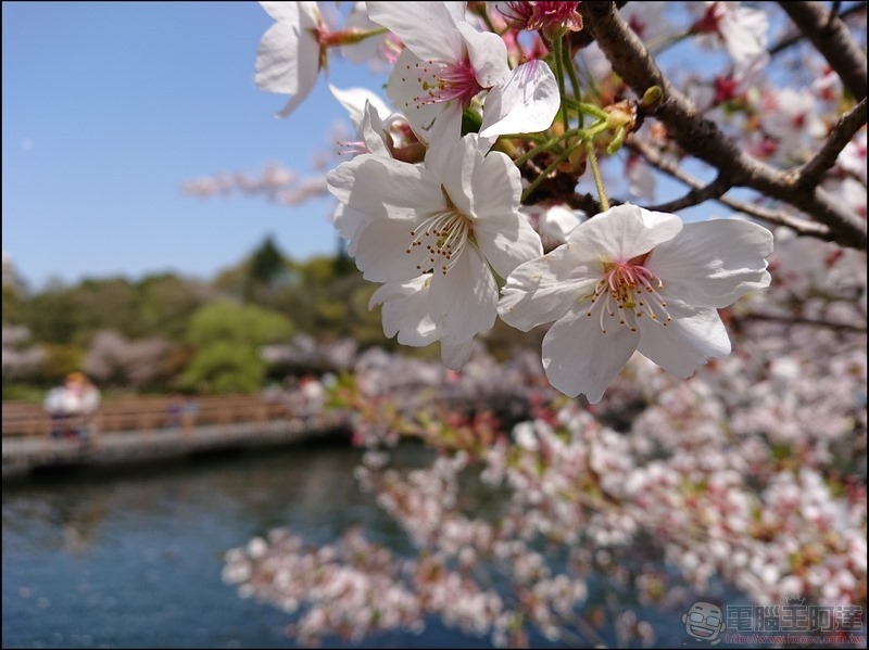 nEO_IMG_井之頭公園 (8) nEO_IMG_井之頭公園 (8)