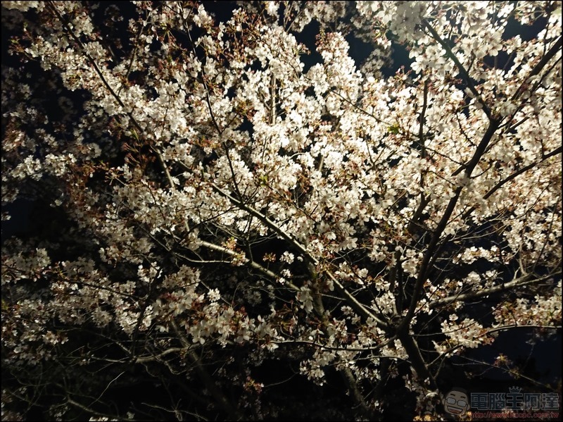 nEO_IMG_千鳥之淵 (14) nEO_IMG_千鳥之淵 (14)