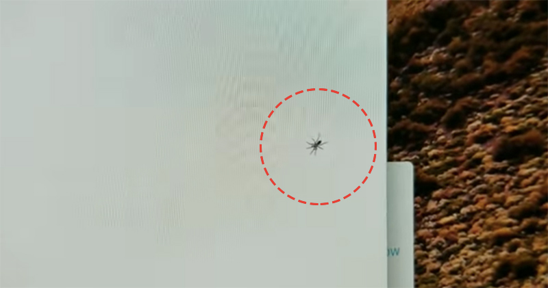 「Bug」 「Bug」