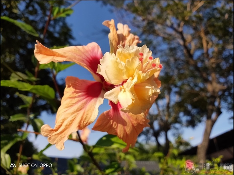 OPPO R17 Pro 拍照樣張 - 17 OPPO R17 Pro 拍照樣張 - 17