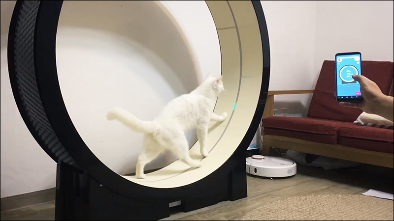 The Little Cat 貓咪跑步機 ，為家中的喵星人啟動瘦身計劃吧！ - 電腦王阿達