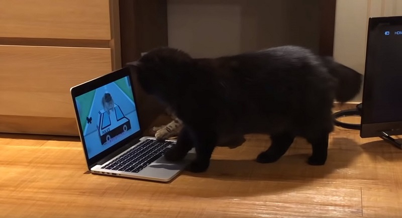 日本推出世界首支給貓看的「 猫専用交通安全宣導動畫 」 - 電腦王阿達 日本推出世界首支給貓看的「 猫専用交通安全宣導動畫 」 - 電腦王阿達