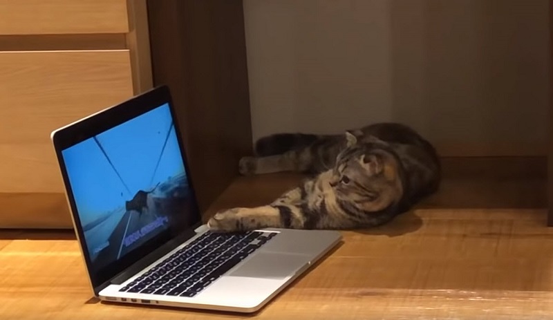 日本推出世界首支給貓看的「 猫専用交通安全宣導動畫 」 - 電腦王阿達 日本推出世界首支給貓看的「 猫専用交通安全宣導動畫 」 - 電腦王阿達