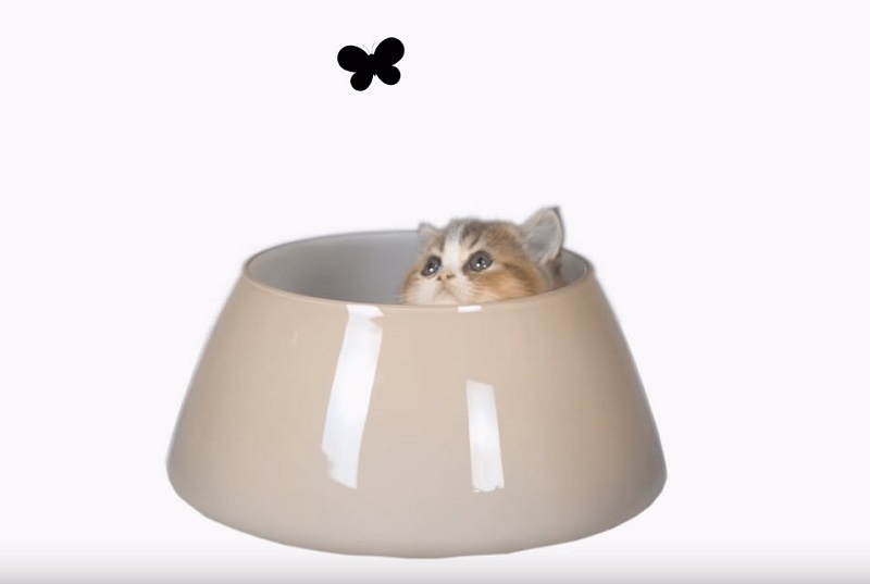 日本推出世界首支給貓看的「 猫専用交通安全宣導動畫 」 - 電腦王阿達 日本推出世界首支給貓看的「 猫専用交通安全宣導動畫 」 - 電腦王阿達