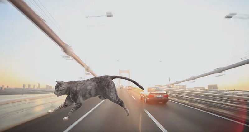 日本推出世界首支給貓看的「 猫専用交通安全宣導動畫 」 - 電腦王阿達 日本推出世界首支給貓看的「 猫専用交通安全宣導動畫 」 - 電腦王阿達
