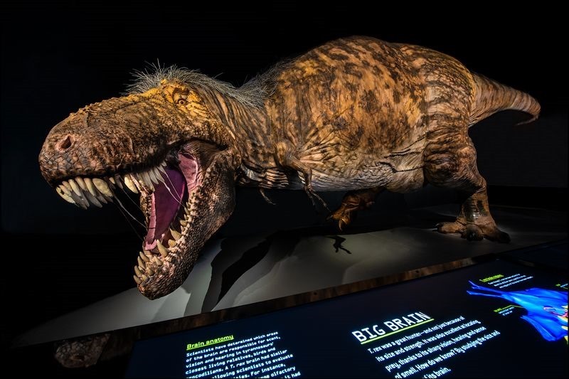 2b. T. rex model_DF 霸王龍穿越時空復活!HTC VIVE攜手美國自然史博物館發表首款雷克斯暴龍VR 體驗