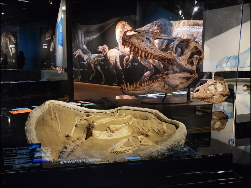 11. Tarbosaurus fossils_RM 11. Tarbosaurus fossils_RM
