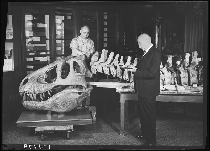 4e. AMNH 5027 discovery_121779 4e. AMNH 5027 discovery_121779