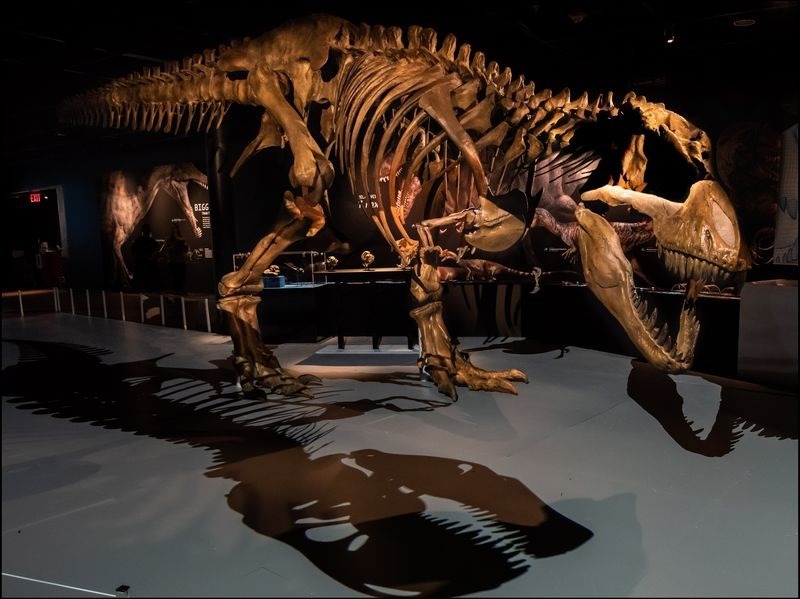 16b. T. rex skeleton, theater_DF