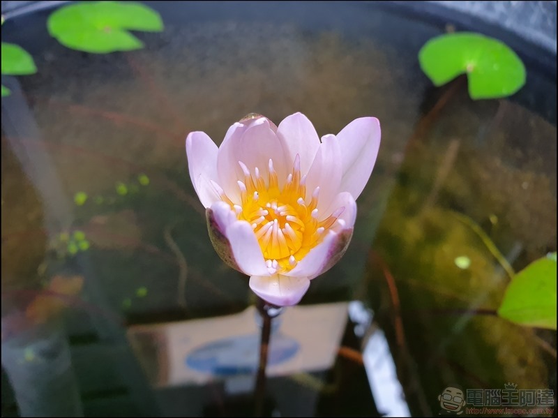 Samsung Galaxy S10+ 拍攝樣張 - 24 Samsung Galaxy S10+ 拍攝樣張 - 24