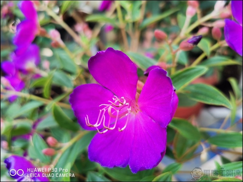 HUAWEI P30 Pro 照相樣張 - 19 HUAWEI P30 Pro 照相樣張 - 19