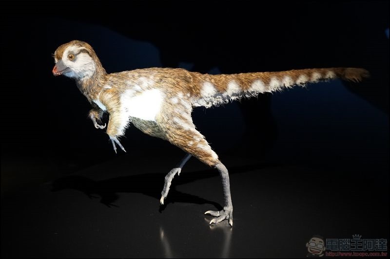 T. rex:The Ultimate Predator 特展 - 08 T. rex:The Ultimate Predator 特展 - 08