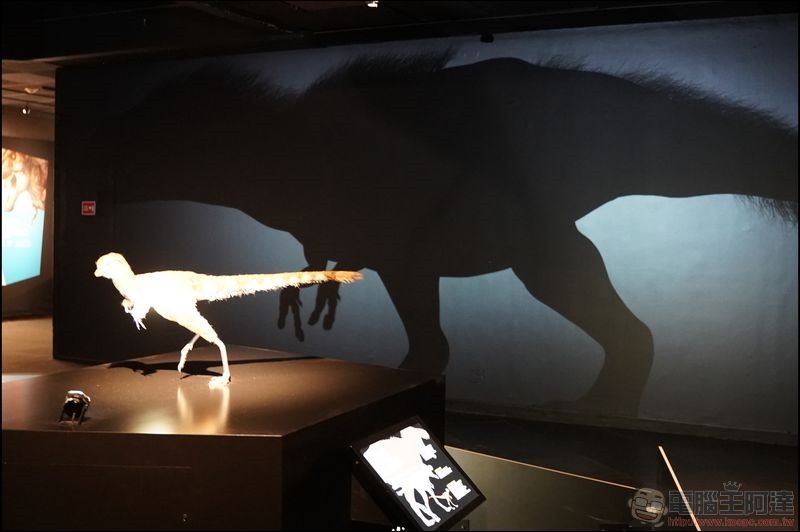 T. rex:The Ultimate Predator 特展 - 09 T. rex:The Ultimate Predator 特展 - 09