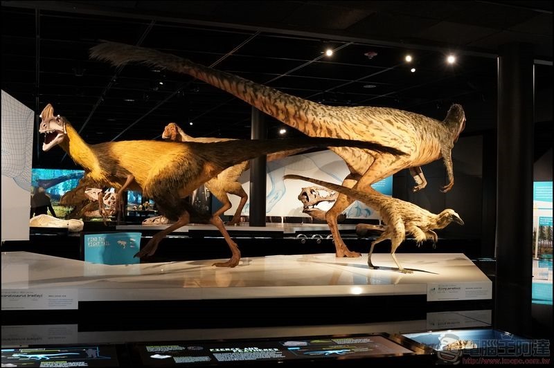 T. rex:The Ultimate Predator 特展 - 11 T. rex:The Ultimate Predator 特展 - 11