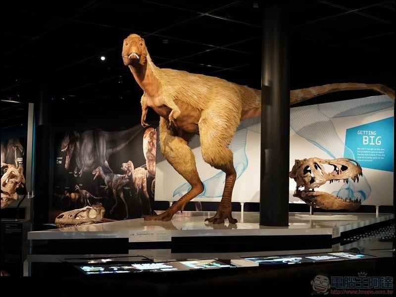 T. rex:The Ultimate Predator 特展 - 12 T. rex:The Ultimate Predator 特展 - 12