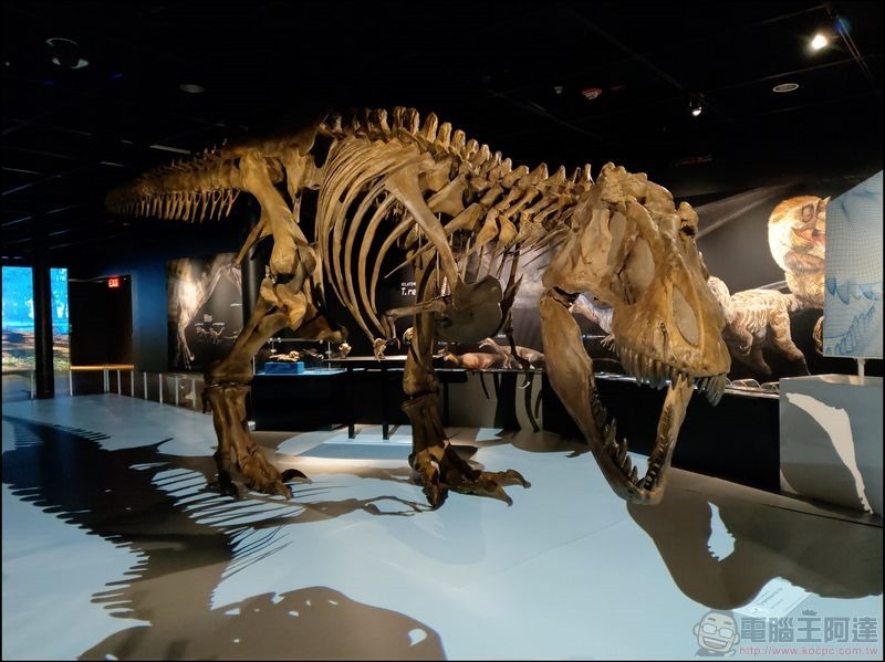 T. rex:The Ultimate Predator 特展 - 13 T. rex:The Ultimate Predator 特展 - 13