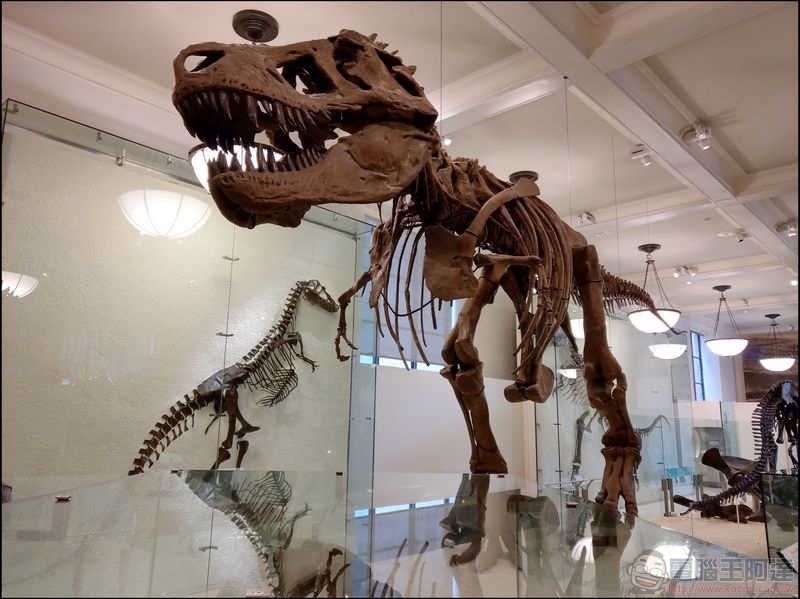 T. rex:The Ultimate Predator 特展 - 04 T. rex:The Ultimate Predator 特展 - 04