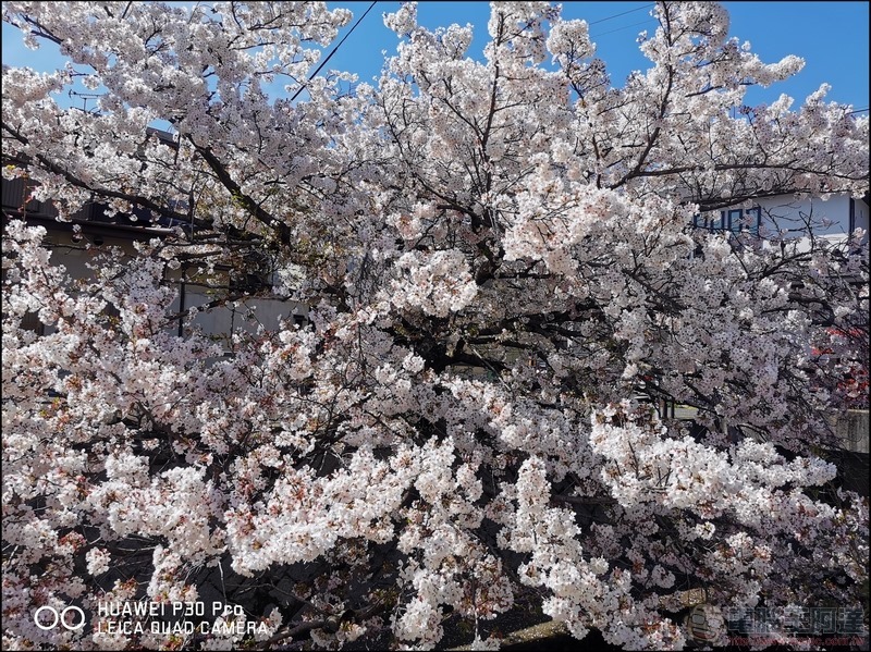 HUAWEI P30 Pro 京都大阪賞櫻隨手拍 - 03 HUAWEI P30 Pro 京都大阪賞櫻隨手拍 - 03