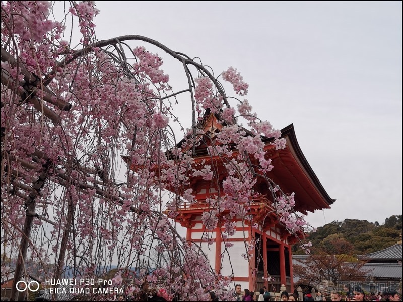 HUAWEI P30 Pro 京都大阪賞櫻隨手拍 - 07 HUAWEI P30 Pro 京都大阪賞櫻隨手拍 - 07