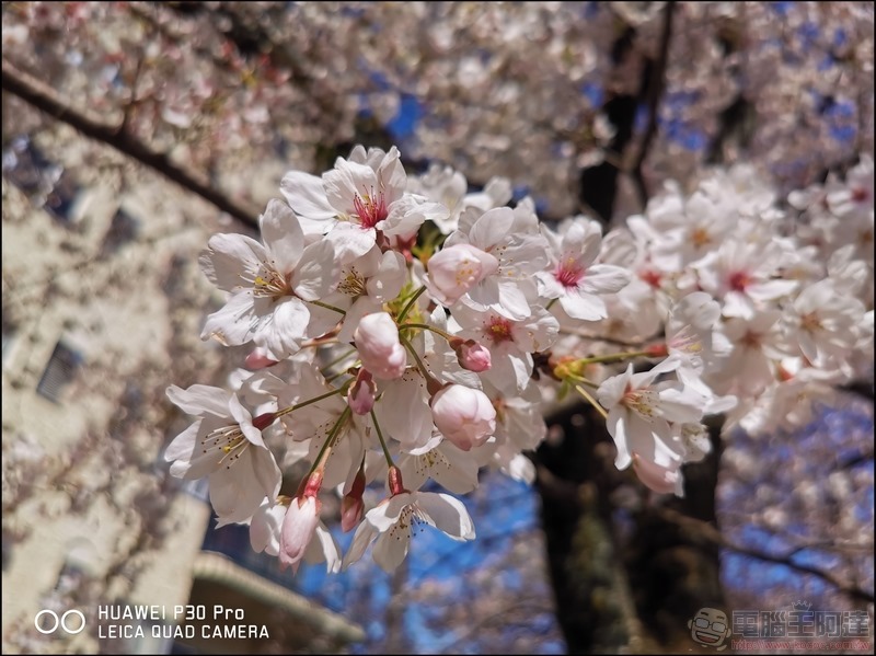 HUAWEI P30 Pro 京都大阪賞櫻隨手拍 - 08 HUAWEI P30 Pro 京都大阪賞櫻隨手拍 - 08