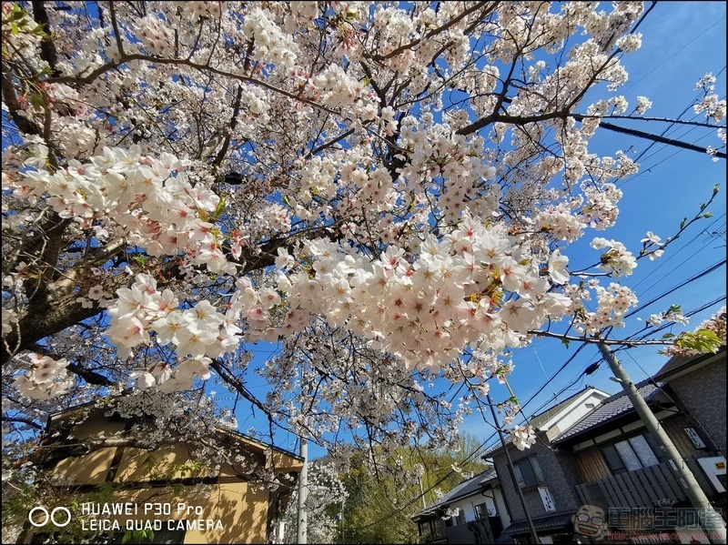 HUAWEI P30 Pro 京都大阪賞櫻隨手拍 - 09 HUAWEI P30 Pro 京都大阪賞櫻隨手拍 - 09