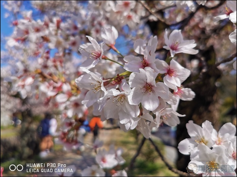 HUAWEI P30 Pro 京都大阪賞櫻隨手拍 - 11 HUAWEI P30 Pro 京都大阪賞櫻隨手拍 - 11