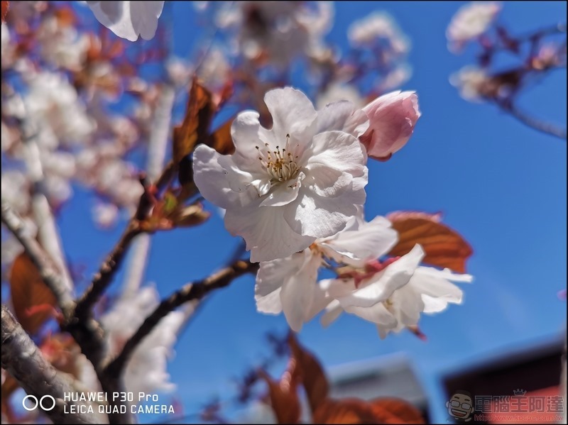 HUAWEI P30 Pro 京都大阪賞櫻隨手拍 - 12 HUAWEI P30 Pro 京都大阪賞櫻隨手拍 - 12