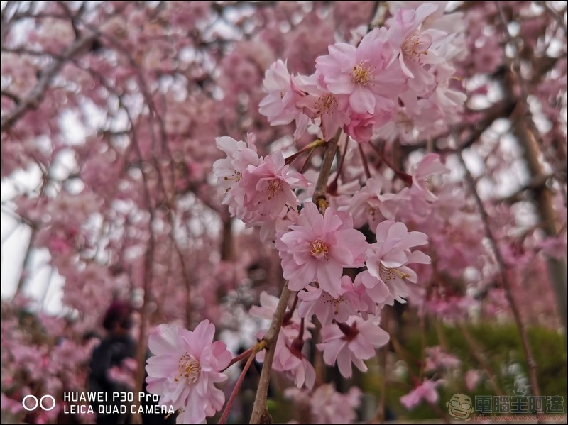 HUAWEI P30 Pro 京都大阪賞櫻隨手拍 - 13 HUAWEI P30 Pro 京都大阪賞櫻隨手拍 - 13