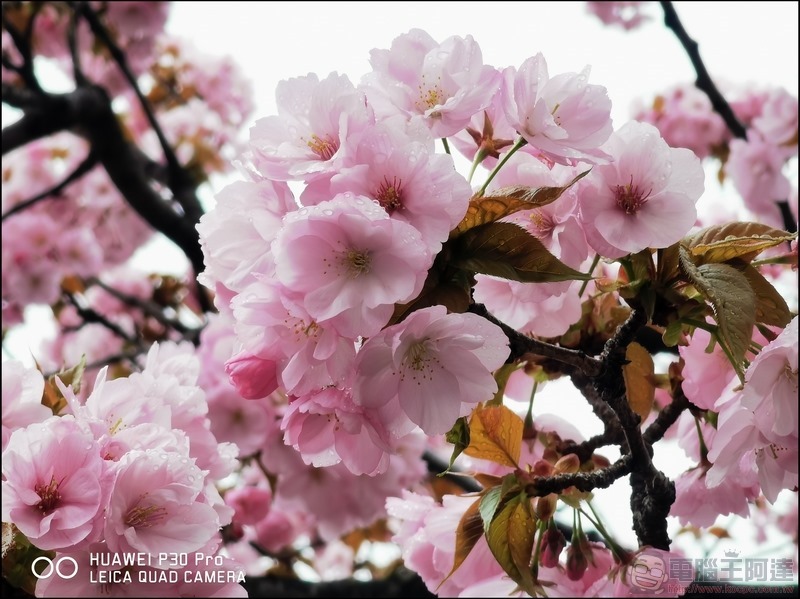HUAWEI P30 Pro 京都大阪賞櫻隨手拍 - 14 HUAWEI P30 Pro 京都大阪賞櫻隨手拍 - 14