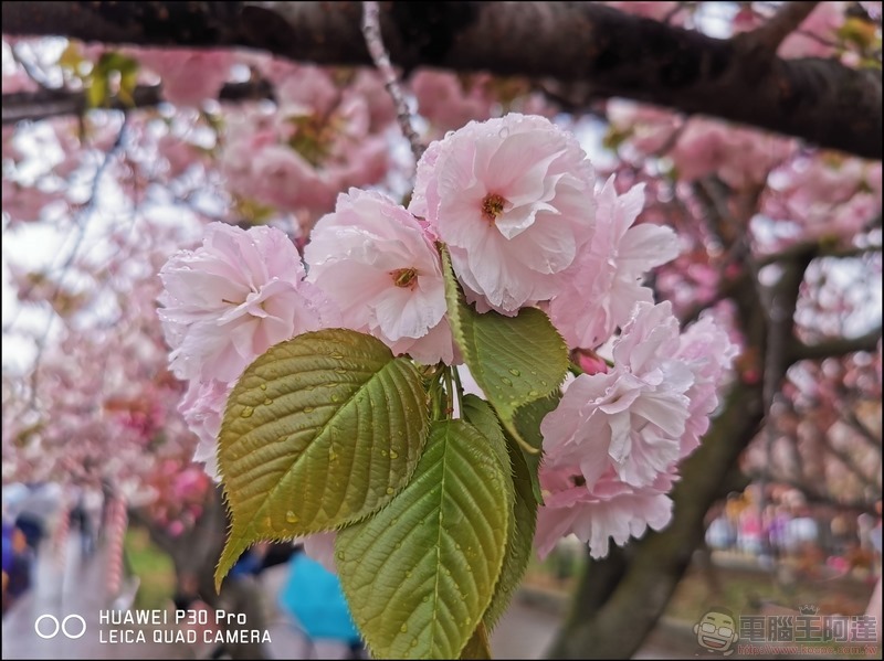 HUAWEI P30 Pro 京都大阪賞櫻隨手拍 - 15 HUAWEI P30 Pro 京都大阪賞櫻隨手拍 - 15