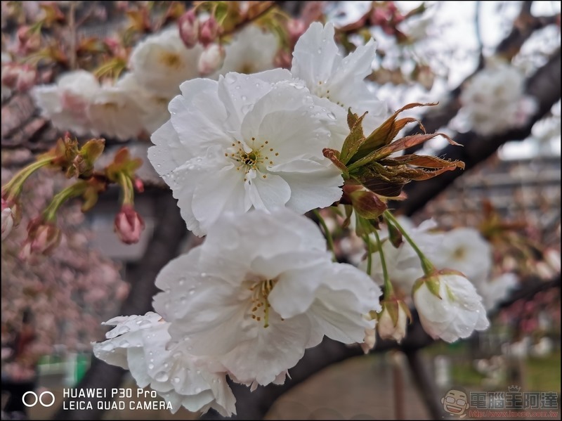 HUAWEI P30 Pro 京都大阪賞櫻隨手拍 - 16 HUAWEI P30 Pro 京都大阪賞櫻隨手拍 - 16