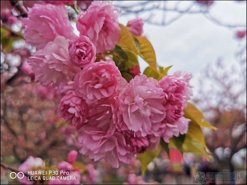 HUAWEI P30 Pro 京都大阪賞櫻隨手拍 - 17 HUAWEI P30 Pro 京都大阪賞櫻隨手拍 - 17