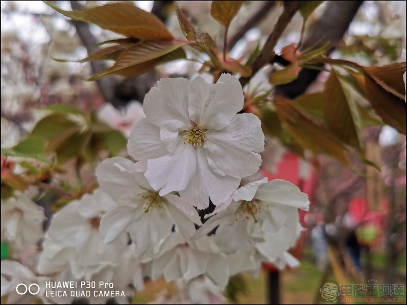HUAWEI P30 Pro 京都大阪賞櫻隨手拍 - 18 HUAWEI P30 Pro 京都大阪賞櫻隨手拍 - 18