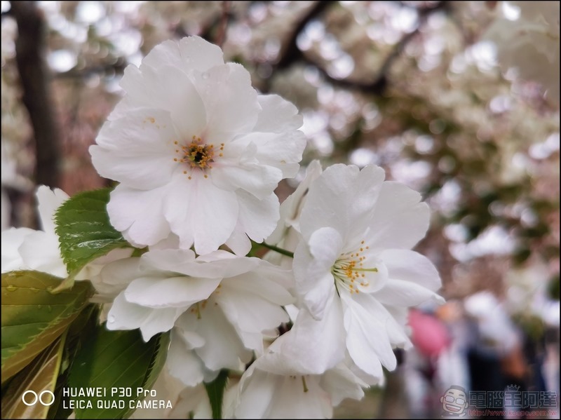 HUAWEI P30 Pro 京都大阪賞櫻隨手拍 - 19 HUAWEI P30 Pro 京都大阪賞櫻隨手拍 - 19