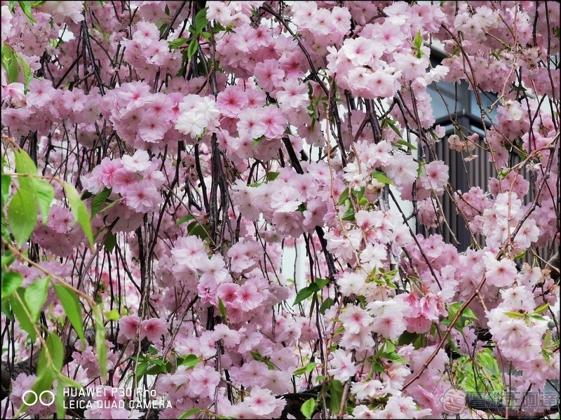 HUAWEI P30 Pro 京都大阪賞櫻隨手拍 - 20 HUAWEI P30 Pro 京都大阪賞櫻隨手拍 - 20