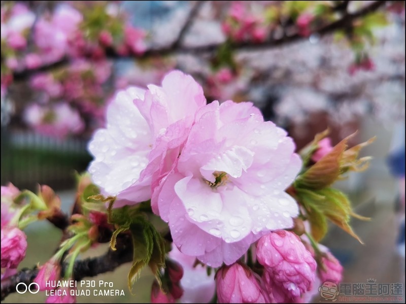 HUAWEI P30 Pro 京都大阪賞櫻隨手拍 - 21 HUAWEI P30 Pro 京都大阪賞櫻隨手拍 - 21