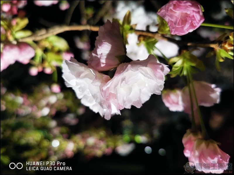 HUAWEI P30 Pro 京都大阪賞櫻隨手拍 - 22 HUAWEI P30 Pro 京都大阪賞櫻隨手拍 - 22