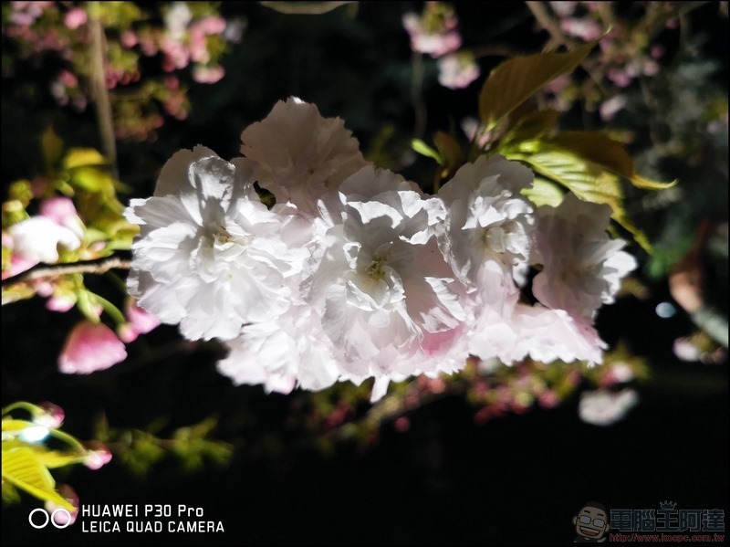 HUAWEI P30 Pro 京都大阪賞櫻隨手拍 - 23 HUAWEI P30 Pro 京都大阪賞櫻隨手拍 - 23