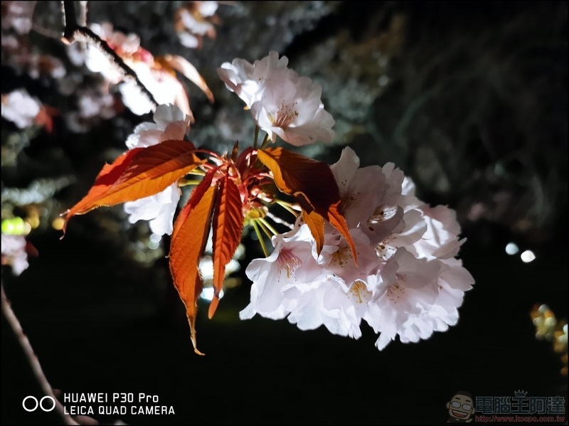 HUAWEI P30 Pro 京都大阪賞櫻隨手拍 - 24 HUAWEI P30 Pro 京都大阪賞櫻隨手拍 - 24