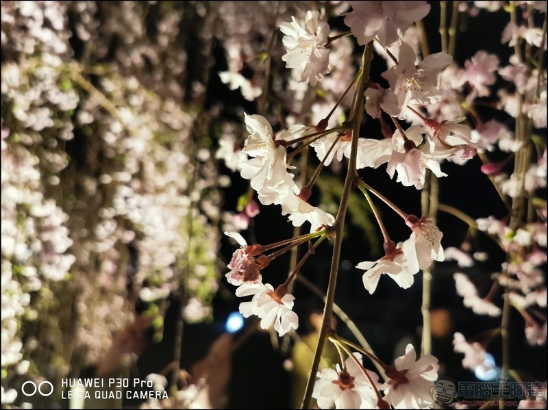 HUAWEI P30 Pro 京都大阪賞櫻隨手拍 - 25 HUAWEI P30 Pro 京都大阪賞櫻隨手拍 - 25