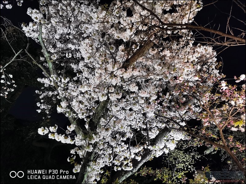 HUAWEI P30 Pro 京都大阪賞櫻隨手拍 - 26 HUAWEI P30 Pro 京都大阪賞櫻隨手拍 - 26