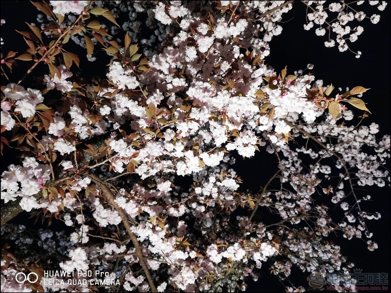 HUAWEI P30 Pro 京都大阪賞櫻隨手拍 - 28 HUAWEI P30 Pro 京都大阪賞櫻隨手拍 - 28