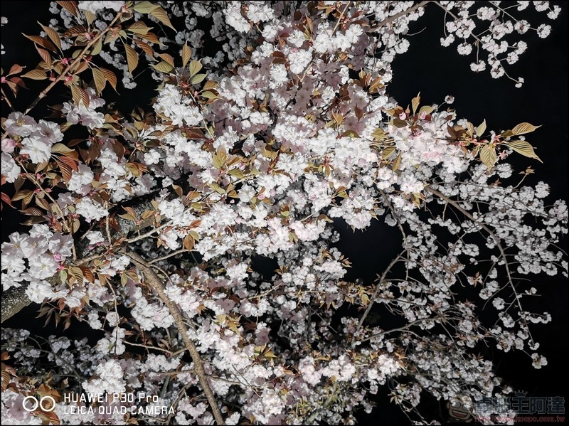 HUAWEI P30 Pro 京都大阪賞櫻隨手拍 - 29 HUAWEI P30 Pro 京都大阪賞櫻隨手拍 - 29