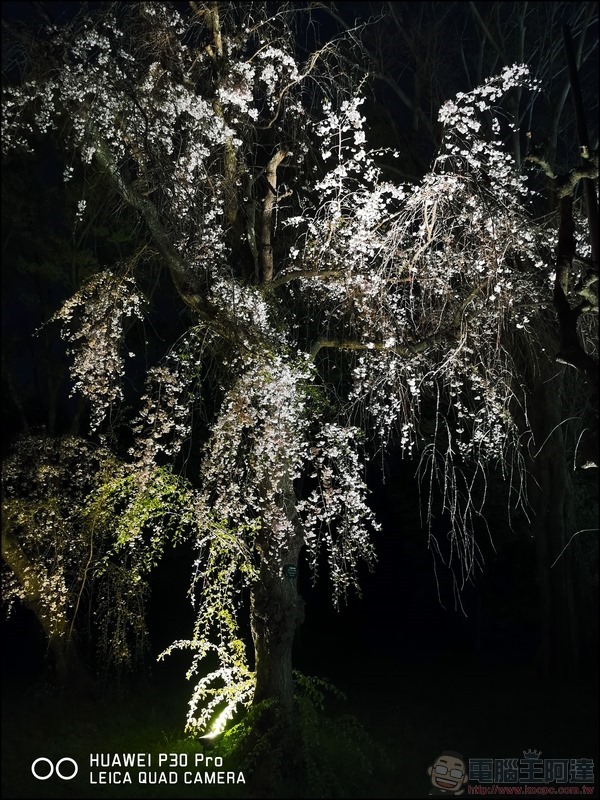 HUAWEI P30 Pro 京都大阪賞櫻隨手拍 - 30 HUAWEI P30 Pro 京都大阪賞櫻隨手拍 - 30