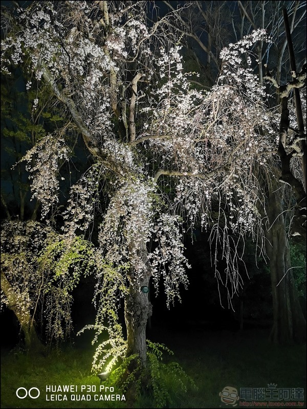 HUAWEI P30 Pro 京都大阪賞櫻隨手拍 - 31 HUAWEI P30 Pro 京都大阪賞櫻隨手拍 - 31