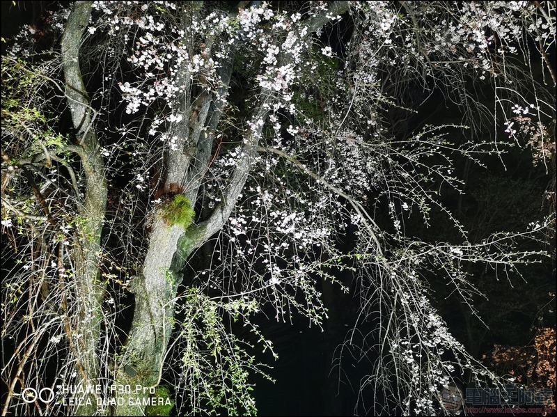 HUAWEI P30 Pro 京都大阪賞櫻隨手拍 - 32 HUAWEI P30 Pro 京都大阪賞櫻隨手拍 - 32